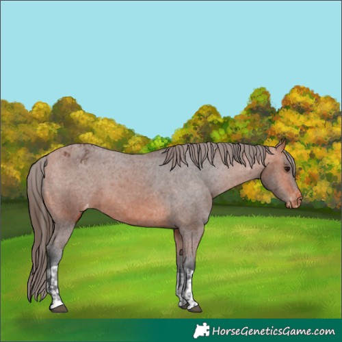 Horse Color:Bay Varnish  and Bay Varnish 