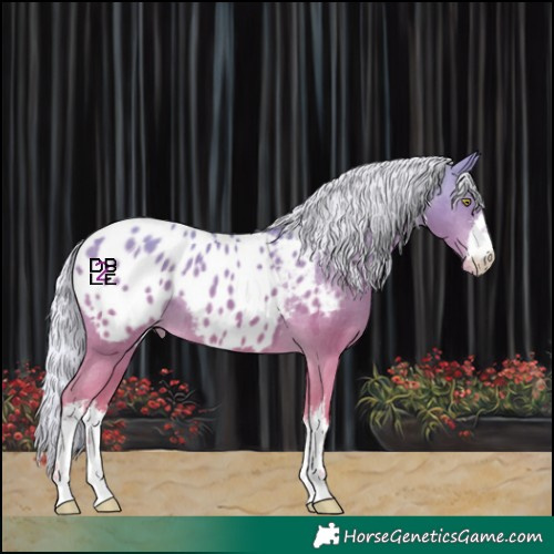 Horse Color:Platinum White Spotted Silver Amber Champagne Appaloosa 