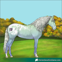 Horse Color:Platinum Silver Amber Cream Champagne Dun Blanket 