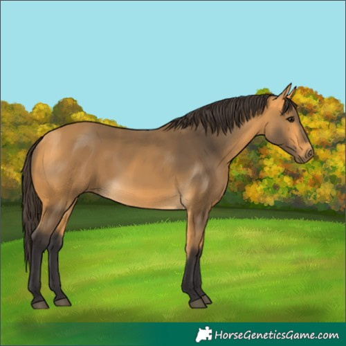 Horse Color:Buckskin 