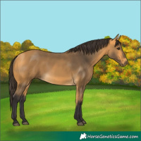Horse Color:Buckskin 
