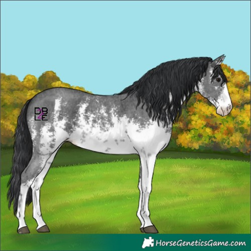 Horse Color:White Spotted Black Sabino Appaloosa