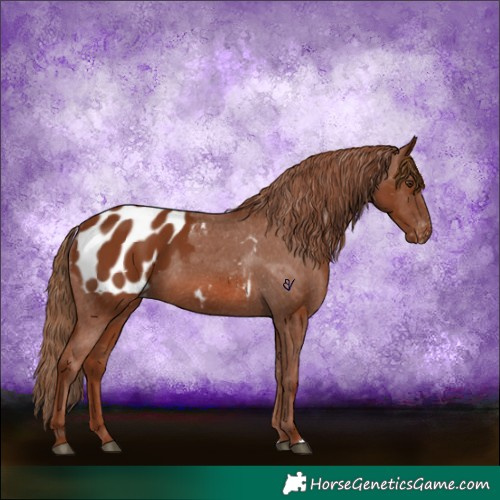 Horse Color:Chestnut Appaloosa