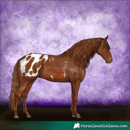 Horse Color:Chestnut Appaloosa 