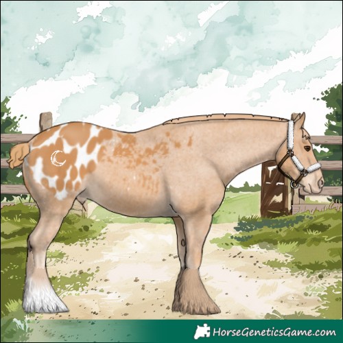 Horse Color:Chestnut Appaloosa