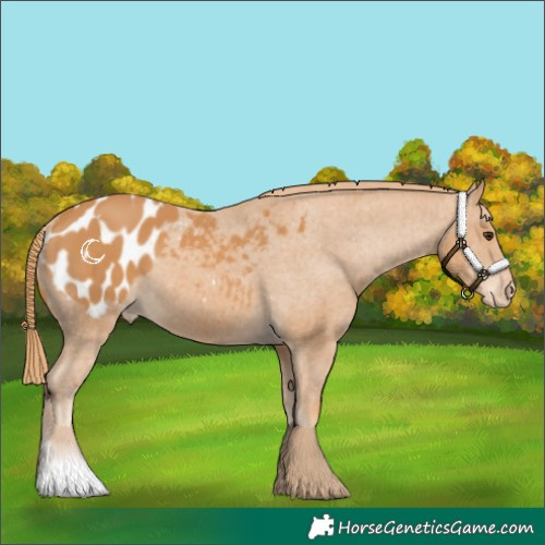 Horse Color:Chestnut Appaloosa 