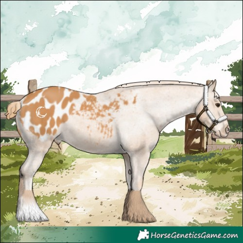 Horse Color:Chestnut Blanket 