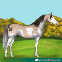 Horse Color:Bay Dun Splash 