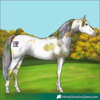 Horse Color:Nacre Bay Dun Sabino Splash Tobiano 