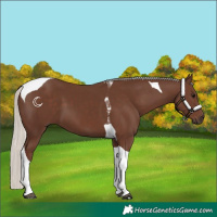 Horse Color:Silver Black Tobiano