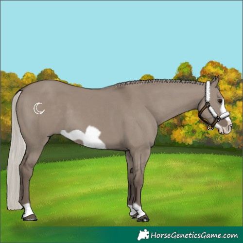 Horse Color:Silver Grullo Frame 