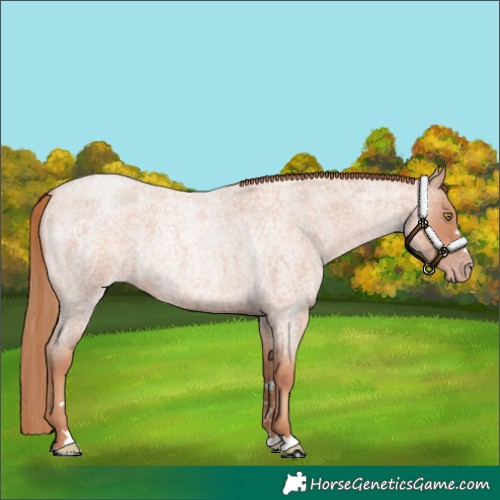 Horse Color:Gold Champagne Roan 