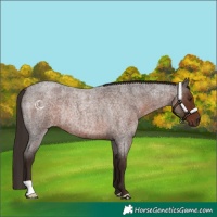 Horse Color:Liver Red Roan Rabicano