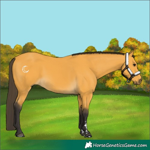 Horse Color:Buckskin