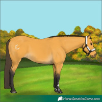 Horse Color:Buckskin