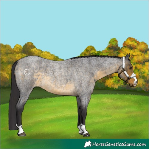 Horse Color:Buckskin Roan 