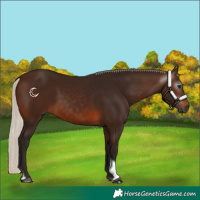 Horse Color:Gray Silver Brown Tobiano 