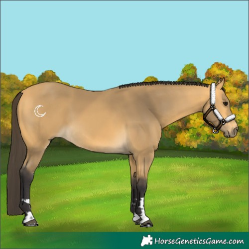 Horse Color:Buckskin