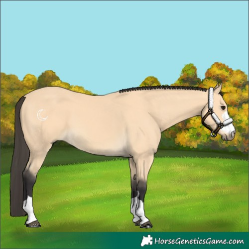 Horse Color:Buckskin 