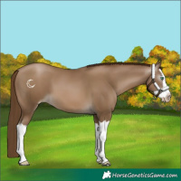 Horse Color:Gray Smoky Black Pearl Splash 