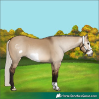 Horse Color:Gray Silver Brown Dun Frame