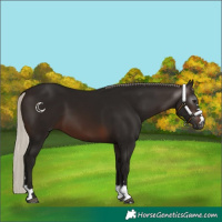 Horse Color:Gray Silver Brown
