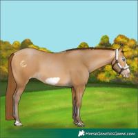Horse Color:Gray Buckskin Pearl Frame