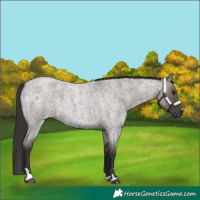 Horse Color:Smoky Grullo Roan 