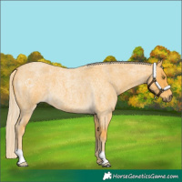 Horse Color:Palomino Roan