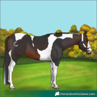 Horse Color:Brown Tobiano 