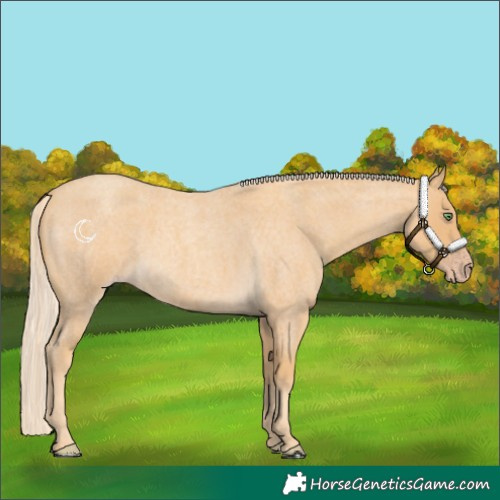 Horse Color:Gold Cream Champagne Roan Rabicano 