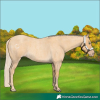 Horse Color:Gold Cream Champagne Roan Rabicano