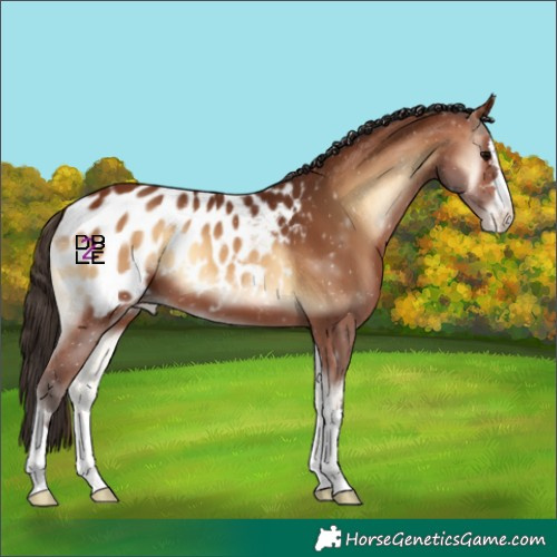 Horse Color:Bay Onyx Appaloosa