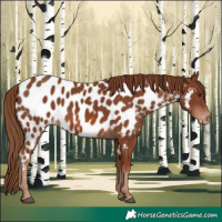 Horse Color:Chestnut Appaloosa 