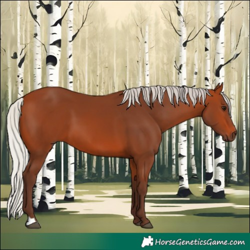 Horse Color:Silver Bay 