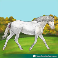 Horse Color:Palomino Roan Pearl Tobiano Frame Blanket 