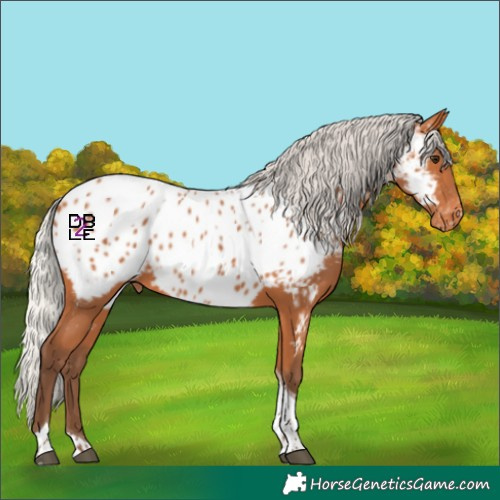 Horse Color:Silver Bay Tobiano Appaloosa 