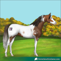 Horse Color:Bay Splash Tobiano Appaloosa 