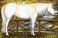 Horse Color:White Spotted Palomino