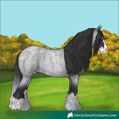 Horse Color:Blue Roan Splash 