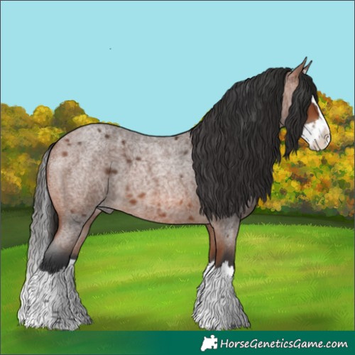 Horse Color:Bay Roan Splash