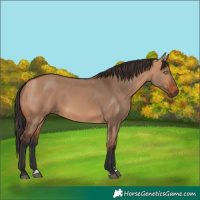 Horse Color:Bay Dun