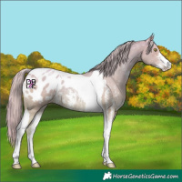Horse Color:Watercolor Gold Champagne Sabino Tobiano Appaloosa