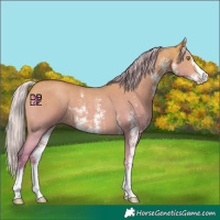 Horse Color:Watercolor Silver Amber Champagne Dun Sabino 