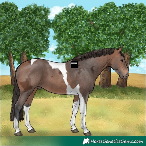 Horse Color:Bay Ice Tobiano 