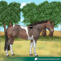 Horse Color:Bay Ice Tobiano