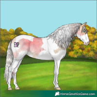 Horse Color:Silver Buckskin Roan Dun Splash Tobiano