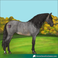 Horse Color:Buckskin Roan 
