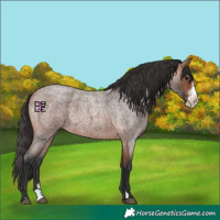 Horse Color:Bay Roan Mushroom Sabino
