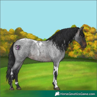 Horse Color:Brown Roan Tobiano